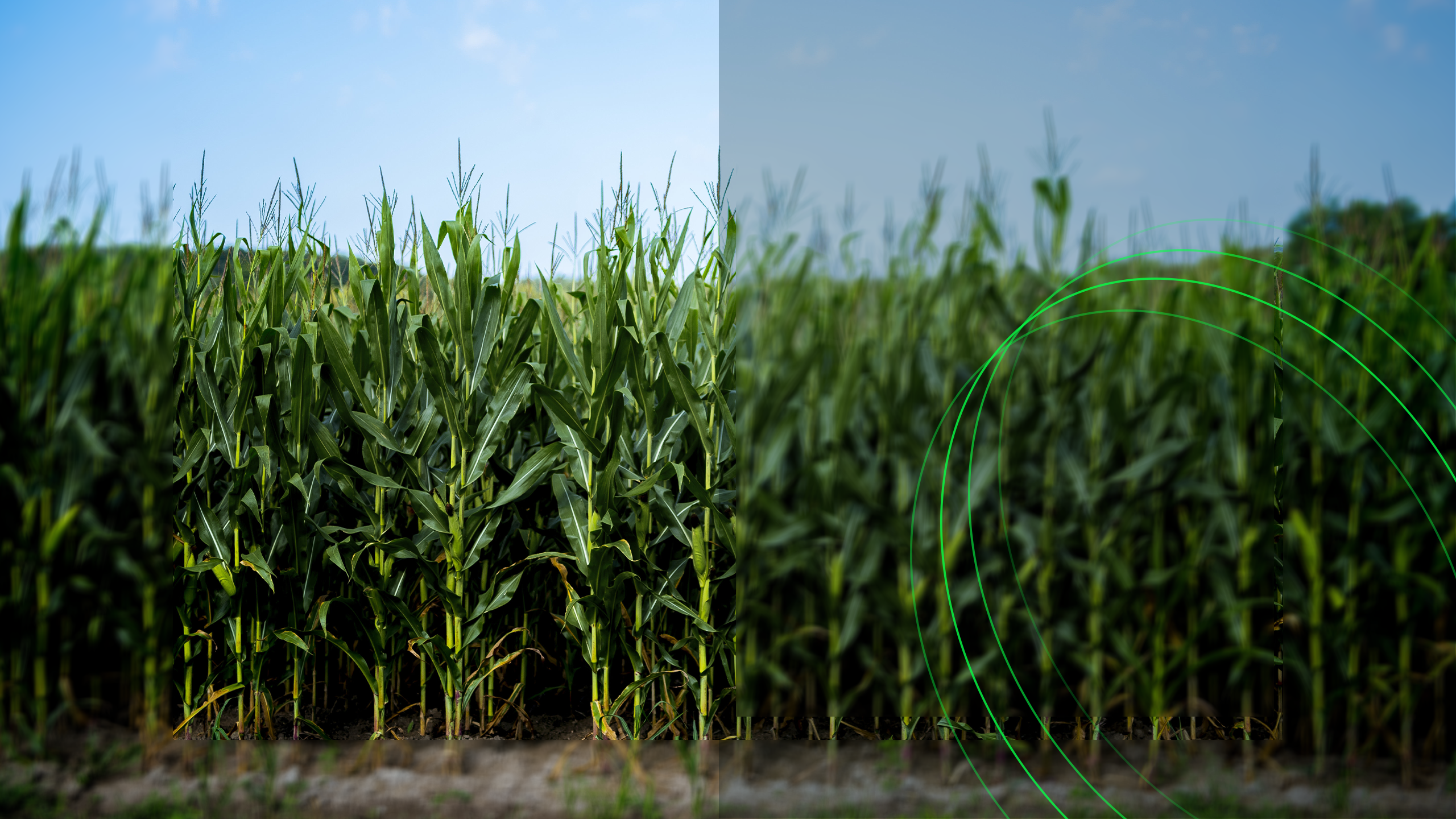 El Niño deve elevar risco climático para a safra 2026/2027, aponta relatório da IMBR Agro